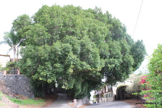 Ficus di Nizzeti